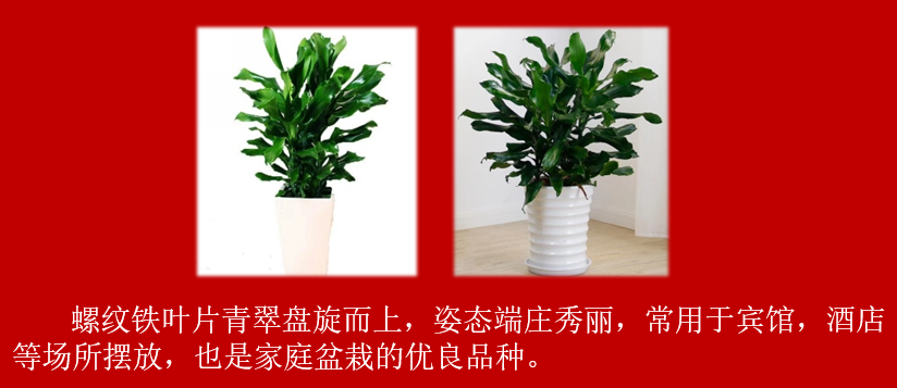 1bd04bdc0d0c5dcab6a57615b61f794.png