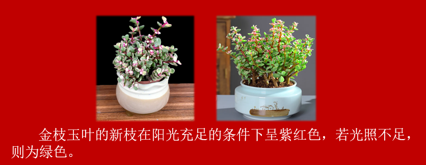 7cc8a9bcf6f7698175f535c2a81f674.png